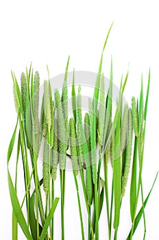 Green grass timothy-grass on a white background