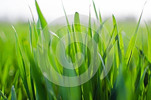 Green grass timothy-grass on a white background