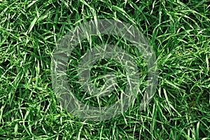 Green grass, top view, texture for background or wallpaper. Green lawn, pattern and texture background for text or advertising.