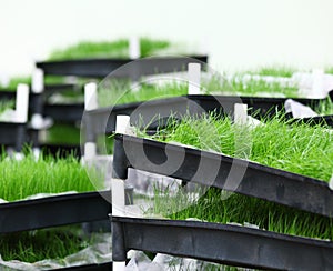 Green grass in tray