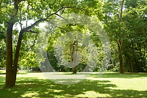 Green grass and tree