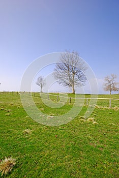 Green grass and tree blue sky