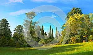 Green grass and trees on a field