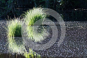 Green grass tufts in a pond