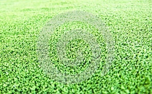 Green grass turf floor texture background