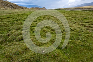 Green grass tussocks on mountain valley. Beautiful natural landscape. Tourism concept. Beautiful natural wallpaper.