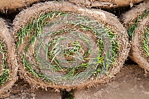 Green grass twisted into a roll