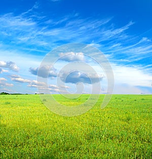 Green grass under blue sky photo