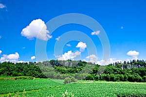 Green grass under blue sky