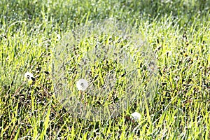 Green grass under dew sunny summer morning