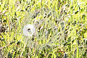 Green grass under dew sunny summer morning