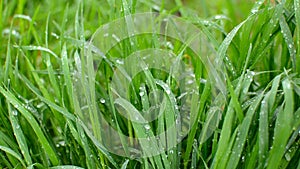 Green grass under the falling rain and blowing wind. HD video footage 1080p