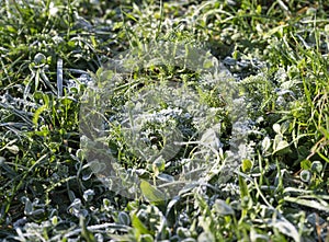 Green grass under hoarfrost