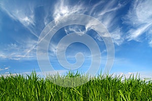 Green grass under sky with fleecy clouds