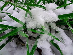 Green grass under the snow