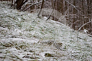 Green grass under the snow at the end of November