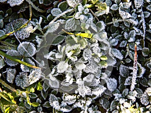 Green grass under white snow and hoarfrost