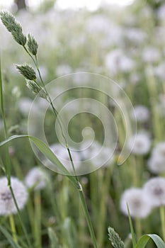 Green grass on unfocused white dandelion flowers background. Summer field and meadow concept.