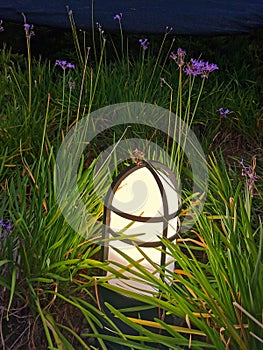 Unknown sumner flowers and little light