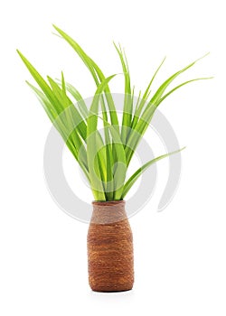 Green grass in a vase.