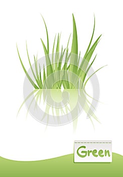 Green grass vector
