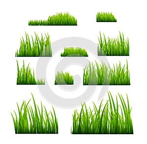 Green grass vector illustration isolated. Summer natural grassy green plant for garden. Grass template