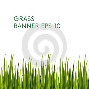 Green grass. Vector.