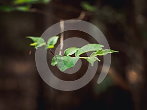 green grass with very shallow depth of field