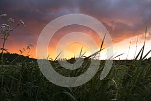 Green Grass and Vivid Sunset