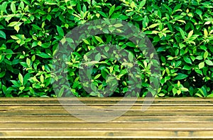 Green grass wall background