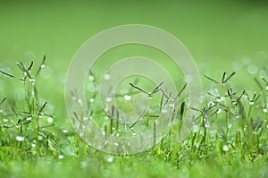 Green grass wallpaper