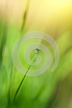 Green grass with water drop and sun light