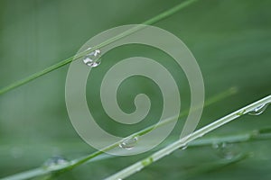 Green grass water drops