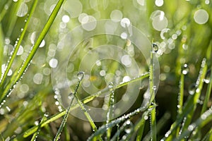 Green grass with water drops