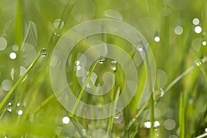 Green grass with water drops