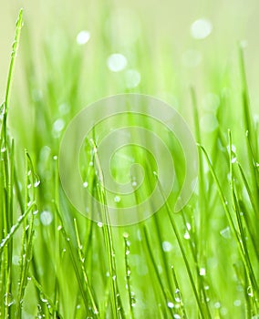 Green grass with water drops