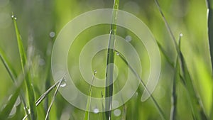 Green grass with water drops