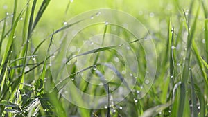 Green grass with water drops