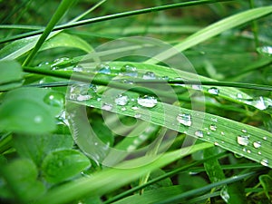 Green grass with water drops