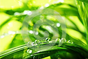 Green grass, water drops
