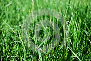 Green grass with water drops