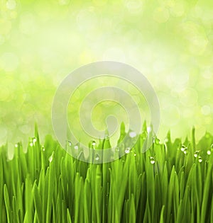 Green Grass with Water Drops / Abstract Background