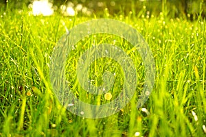 Green grass, water drops and dewdrop in morning