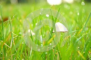 Green grass, water drops, dewdrop and white mushroom