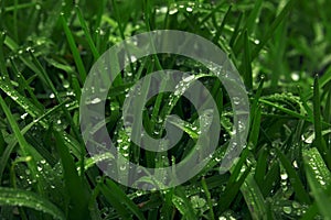 Green grass and water drops on field