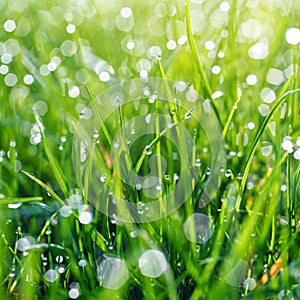 Green grass with water drops