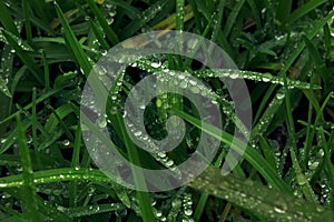 Green grass and water drops and insecto on top photo