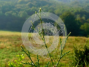 Green grass with water drops