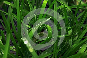 Green grass and water drops