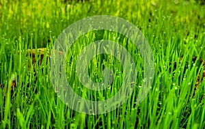 Green grass with water drops on top - grass pattern - wallpaper , banner , background